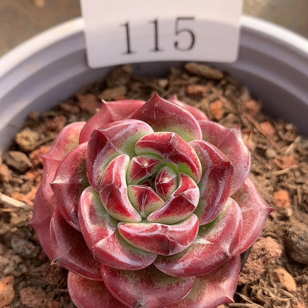 【闪购商品】云115