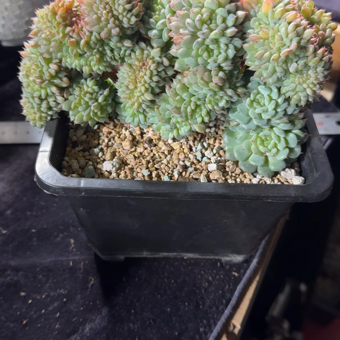 美***哒白胖子缀化一物一拍专