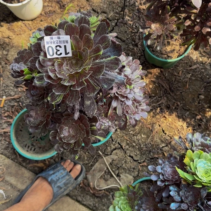 水墨丹青花25-24包邮花花