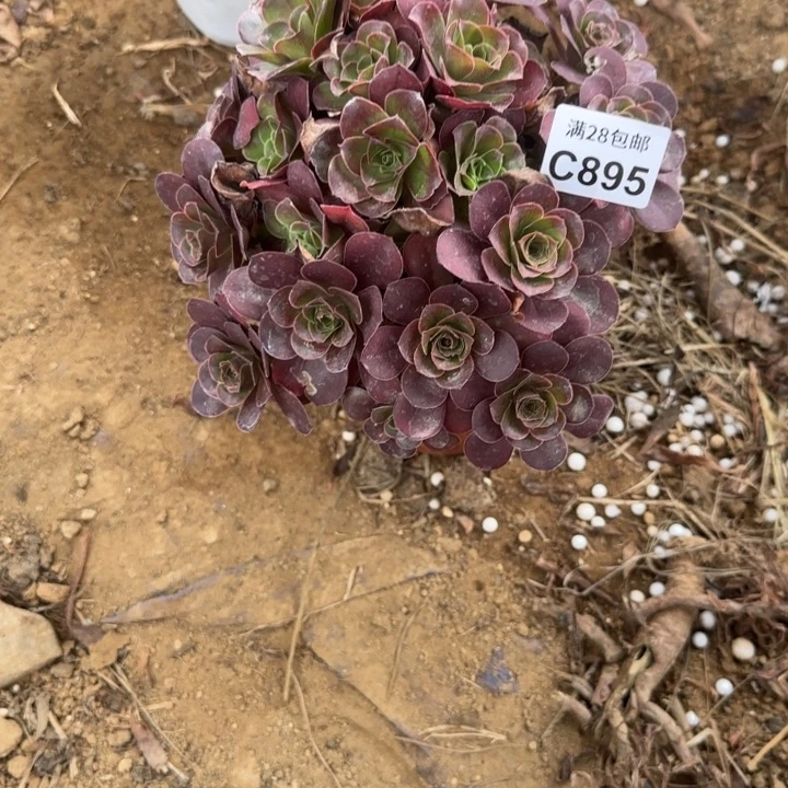 895 多肉植物不包断枝