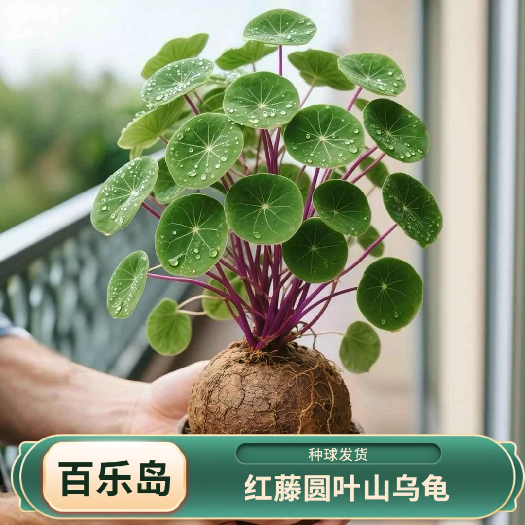 山乌龟金不换绿植物红藤圆叶多肉块根山乌龟爬藤火山石花盆栽植物