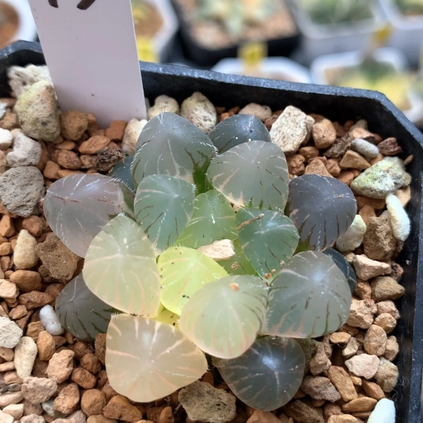 【闪购商品】13紫镜玉露