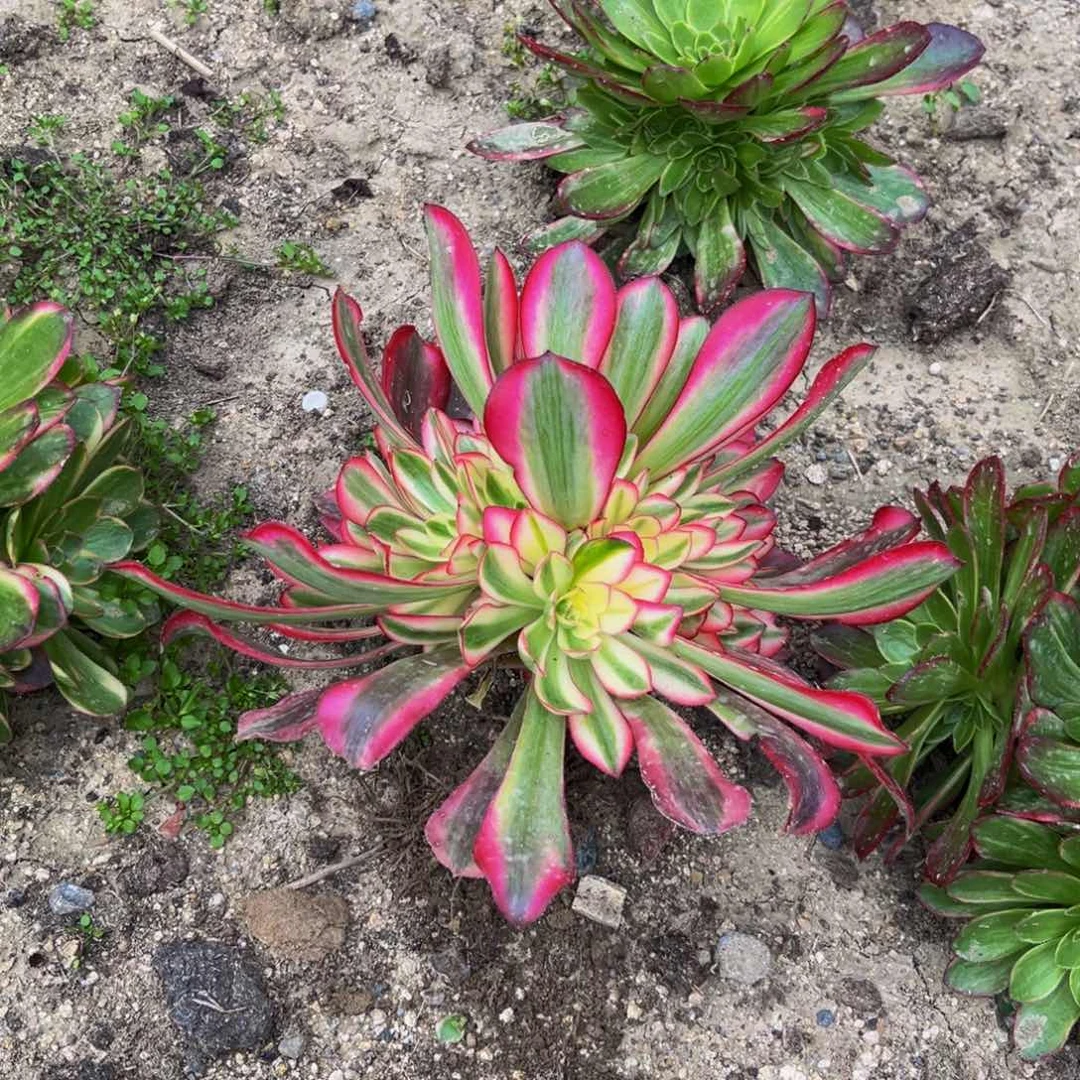 美杜莎多肉植物捧花的