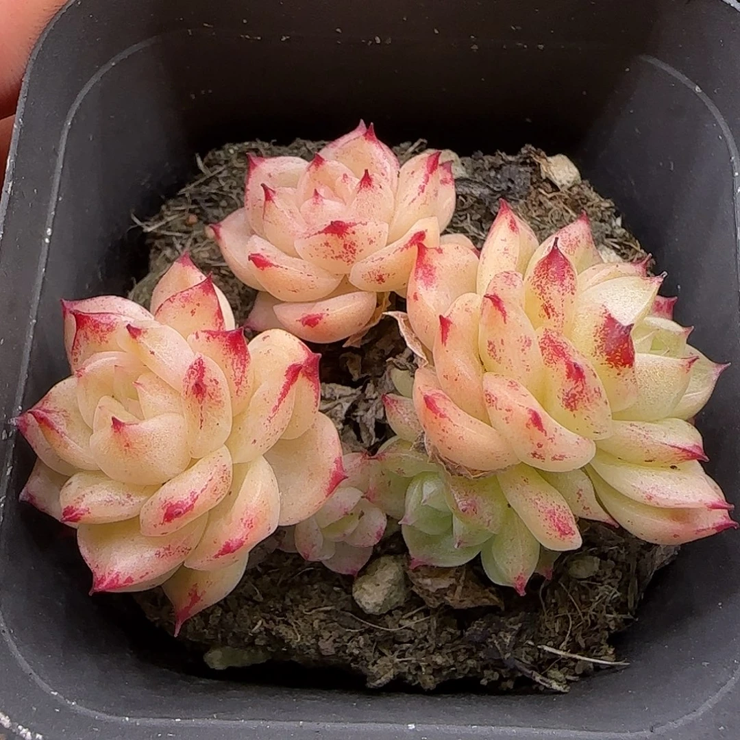 106不保整【满29包邮非偏远】