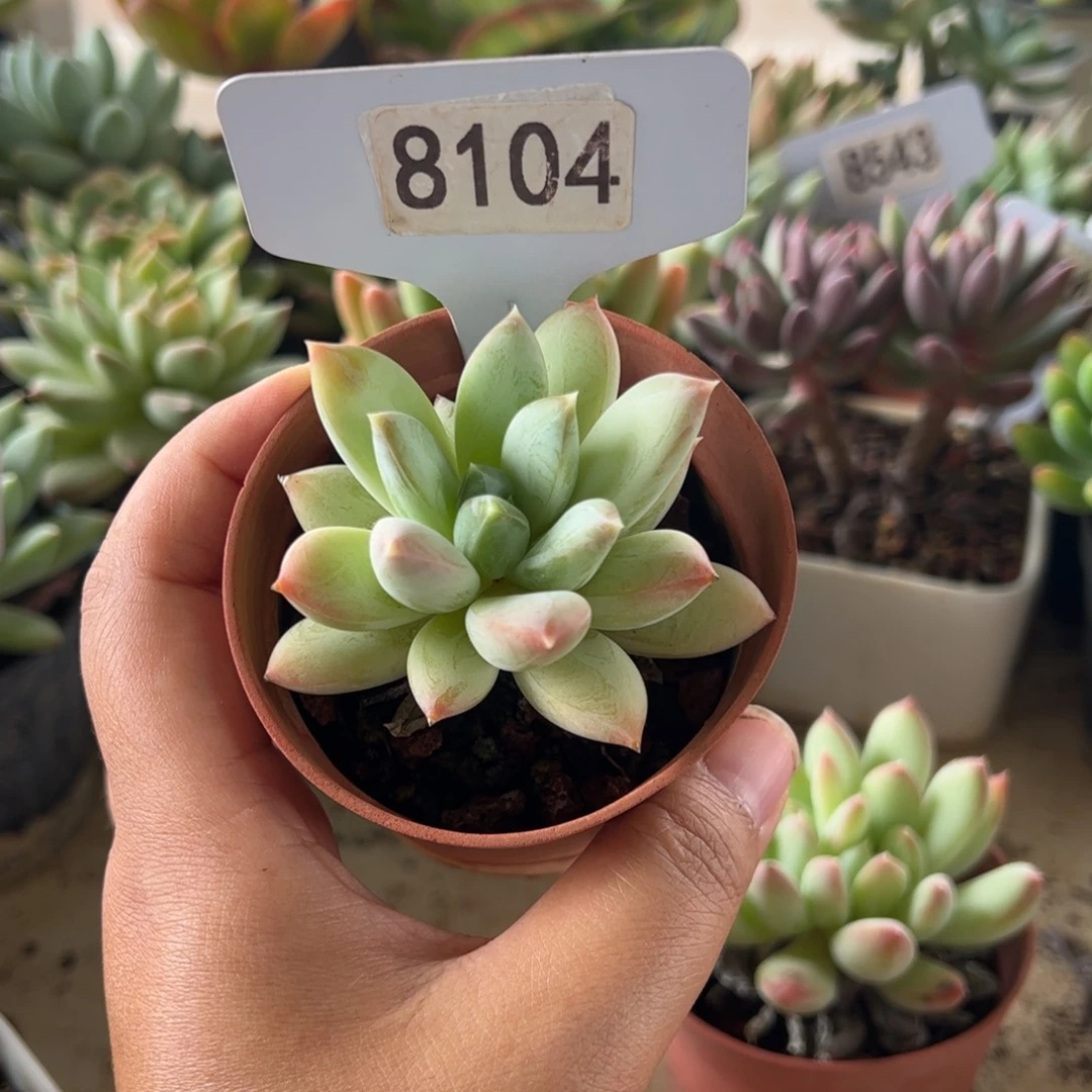 【闪购商品】厚叶草。 8104。 111111