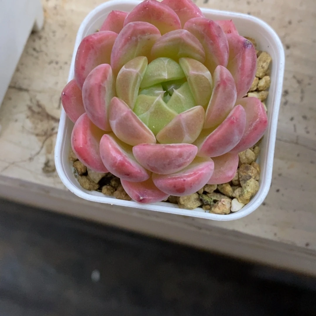 精品多肉一物一拍不包整112