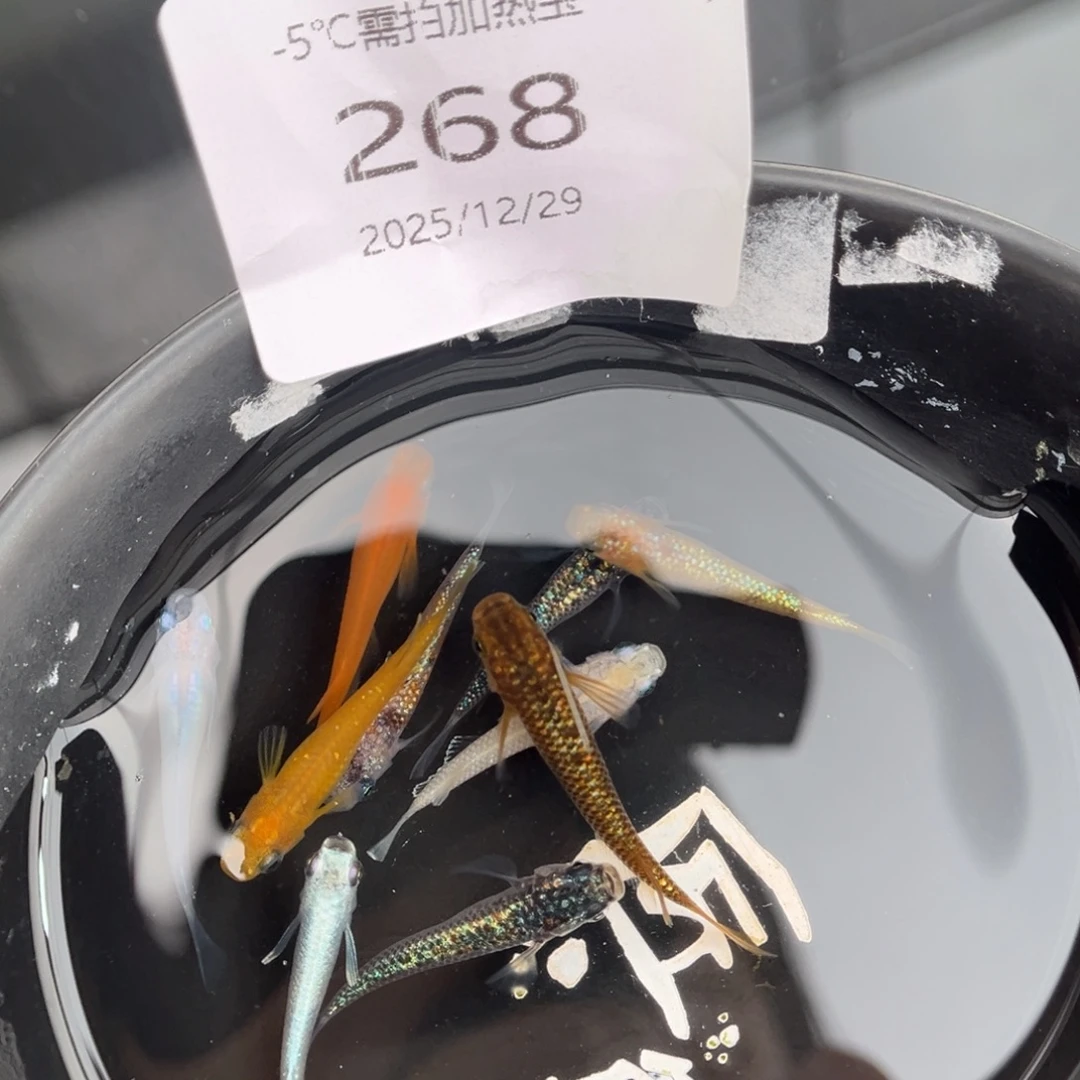 青鳉鱼268混搭10尾