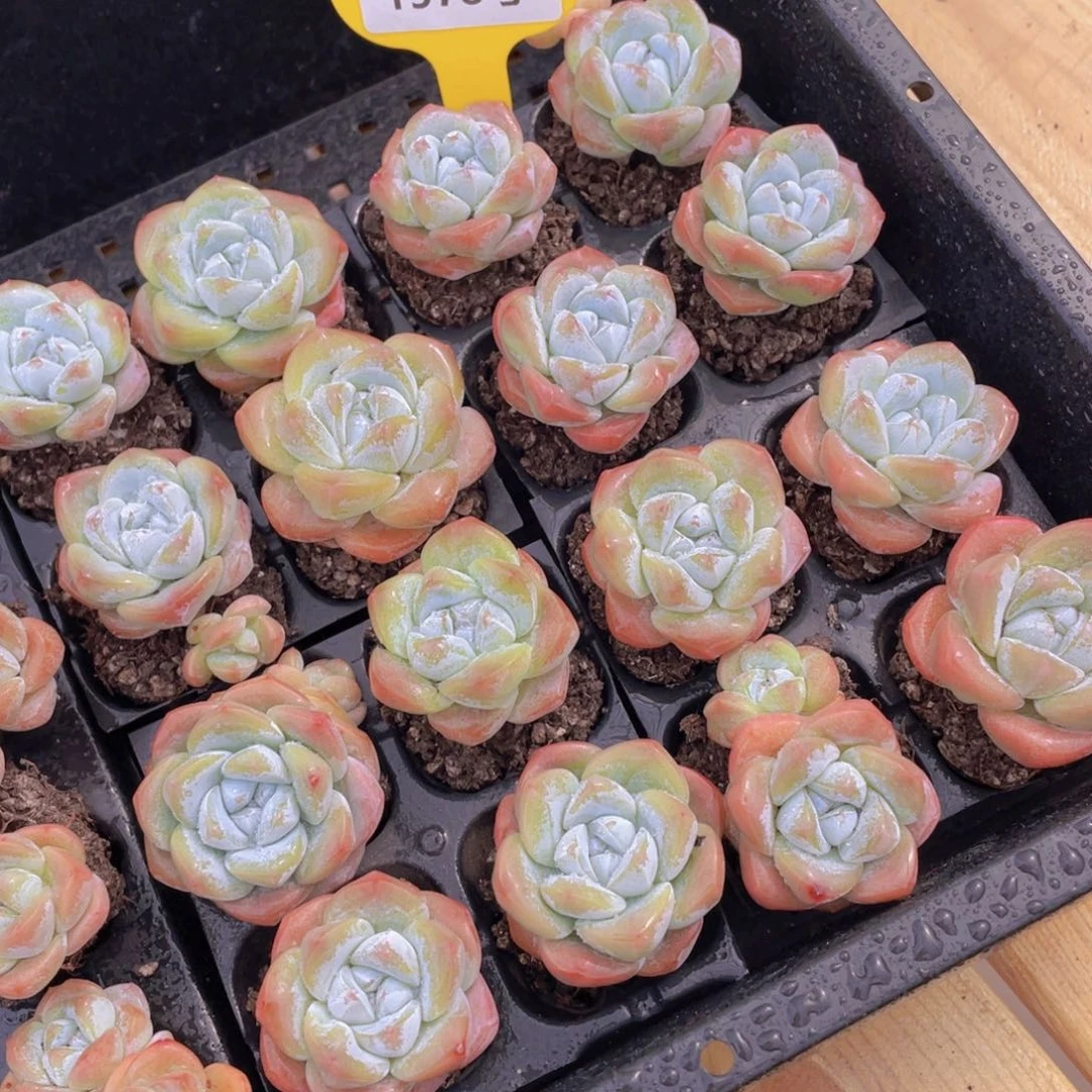 1578号 老桩樱花冰玉单头起四个