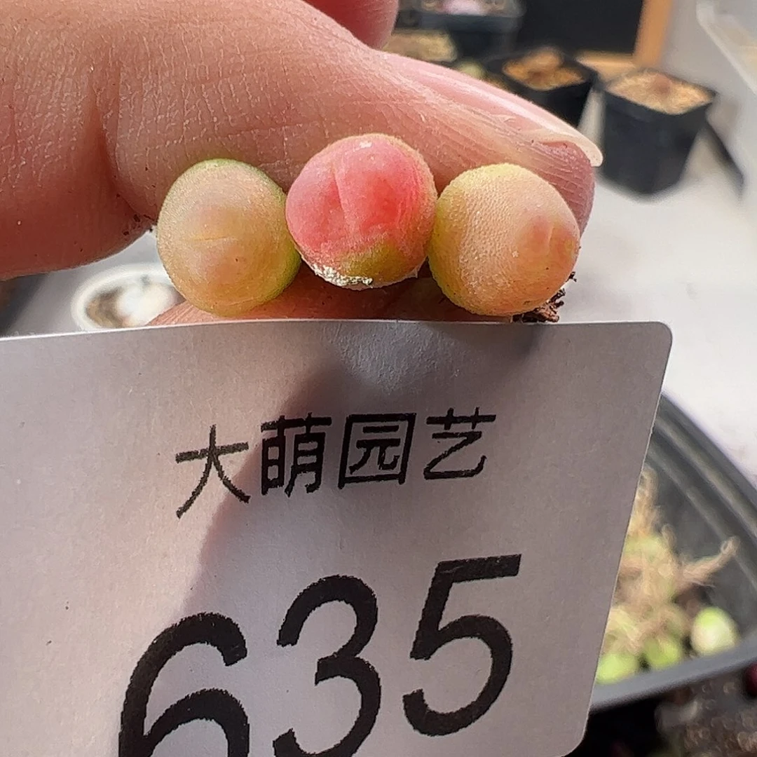 一物一拍。        35