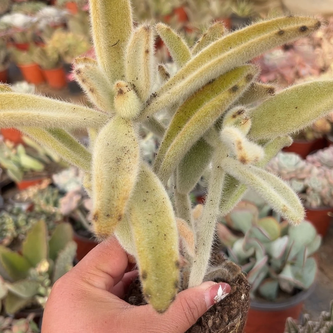 多肉植物闪光兔有砍