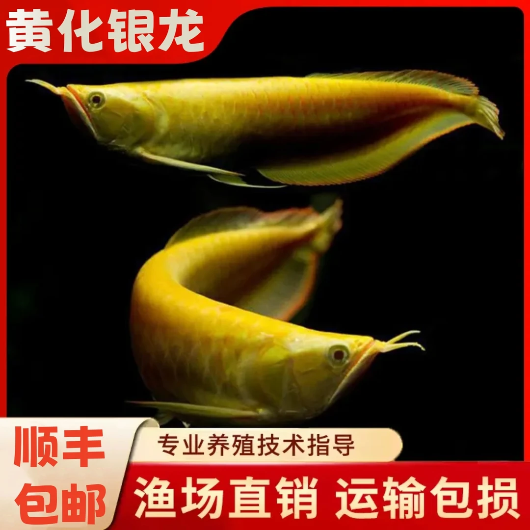 白子黄化银龙练手龙鱼热带观赏鱼混养好养