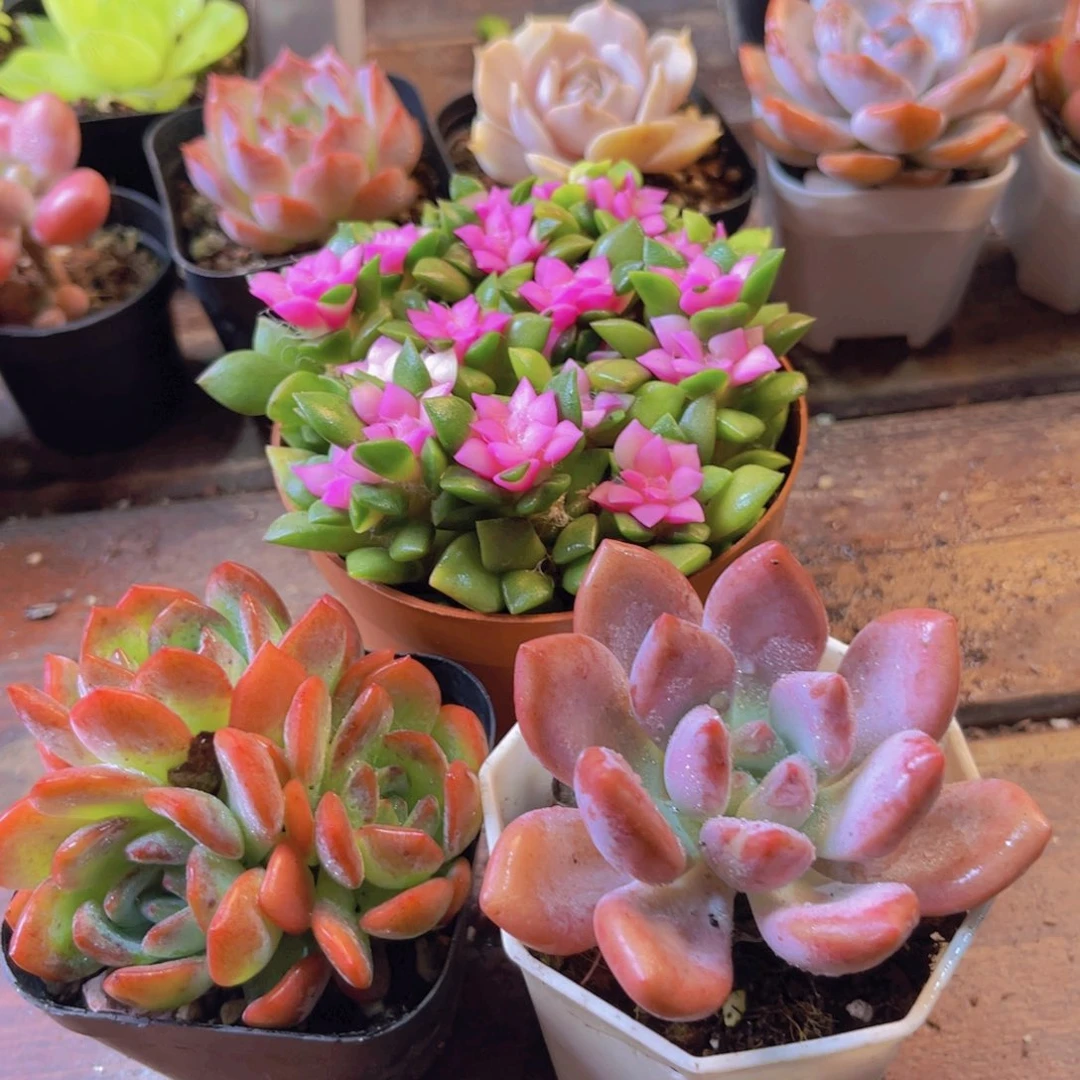 吹雪大群 奥普 全明星