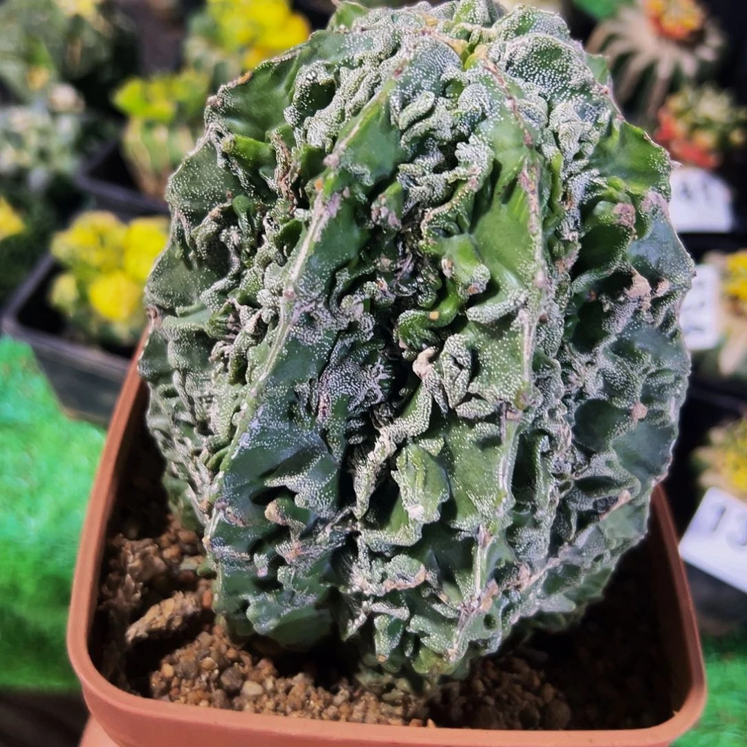 系****无花朵福利核桃144
