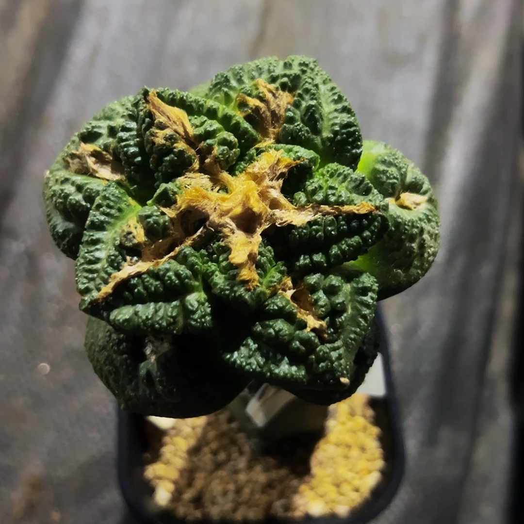无花朵福利龟甲牡丹370