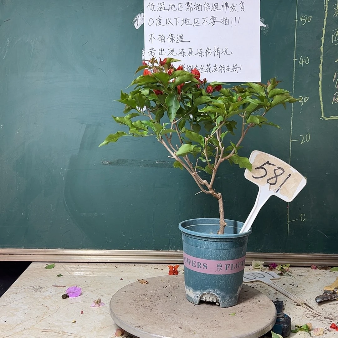 完全开放热火桑巴581