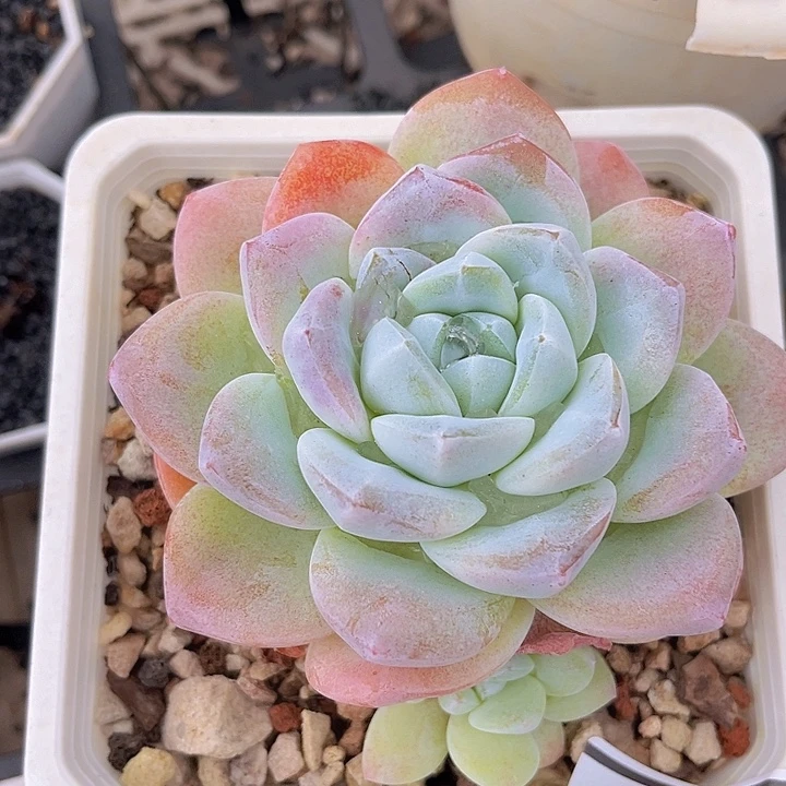 多肉植物冰玉2364