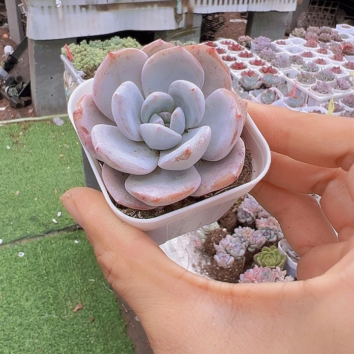 5厘米盆奶茶多肉植物