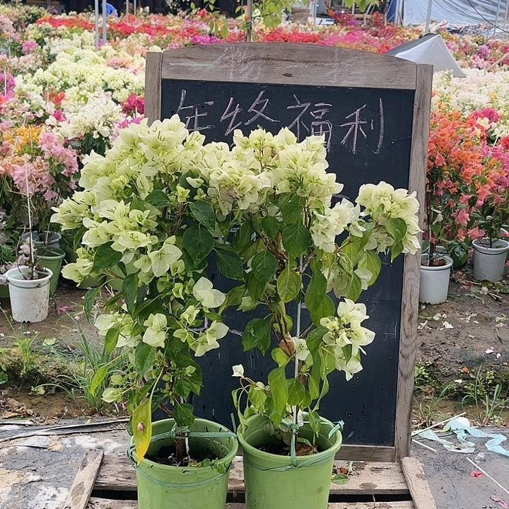 完全开放三角梅暗斑青苹果