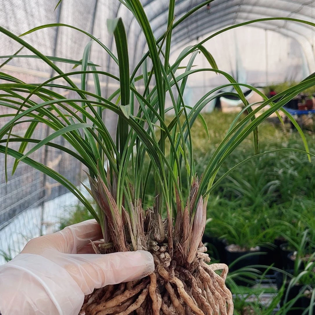 郎***生完全开放兰花兰花