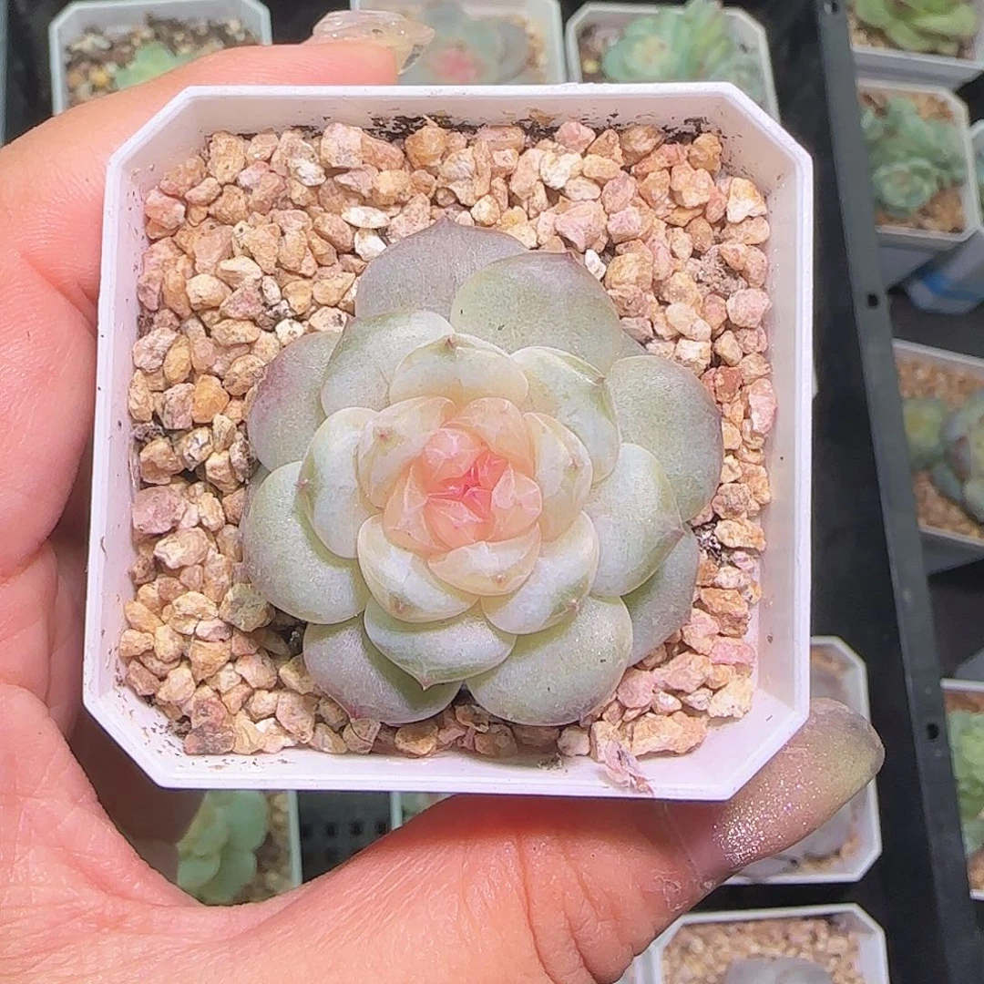 不知名透透多肉花
