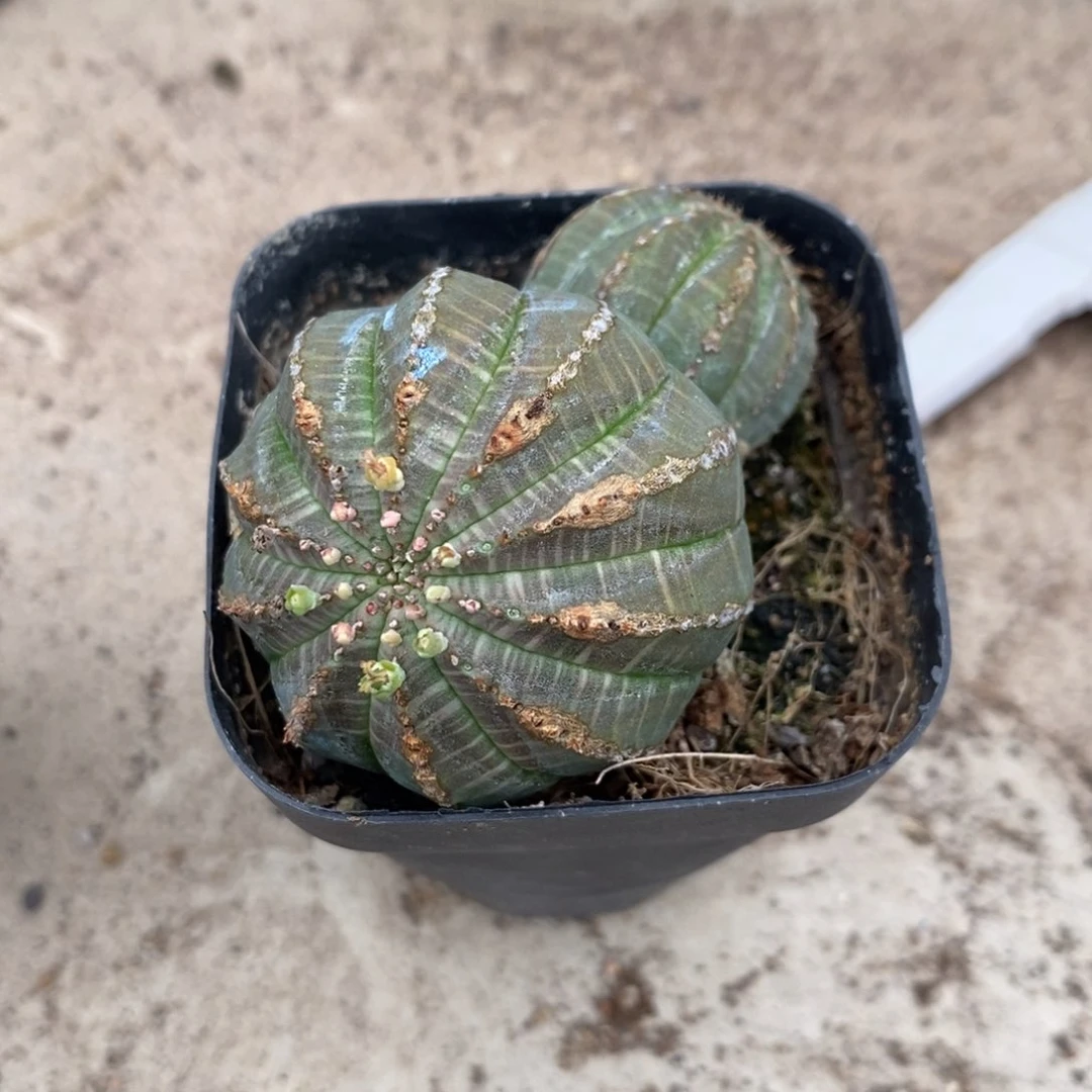 布纹球自根仙人球
