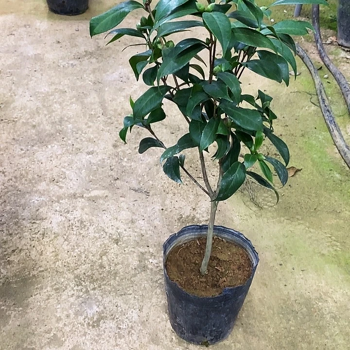 无花朵紫玫瑰。