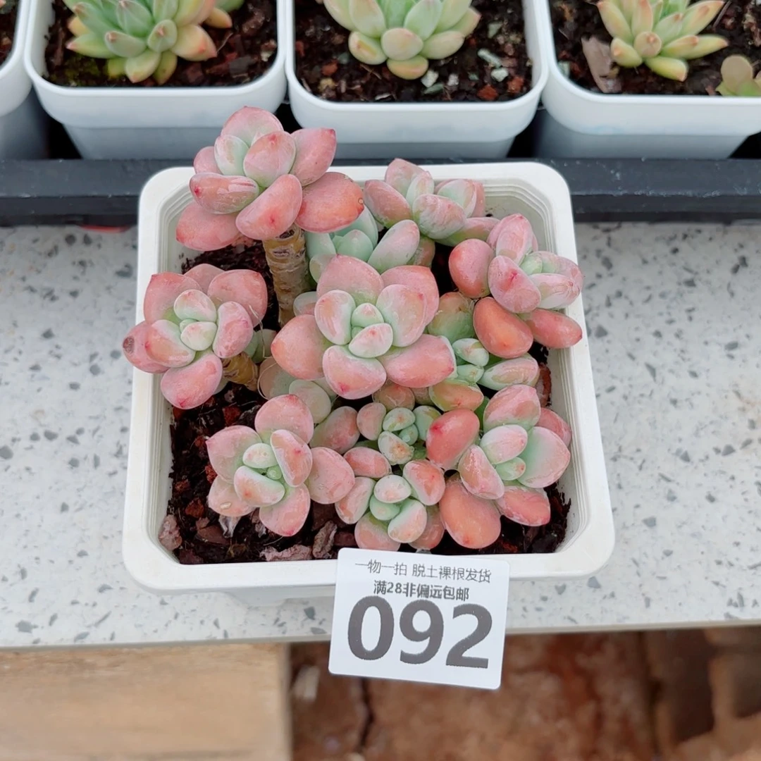 红洛神老桩多肉多肉