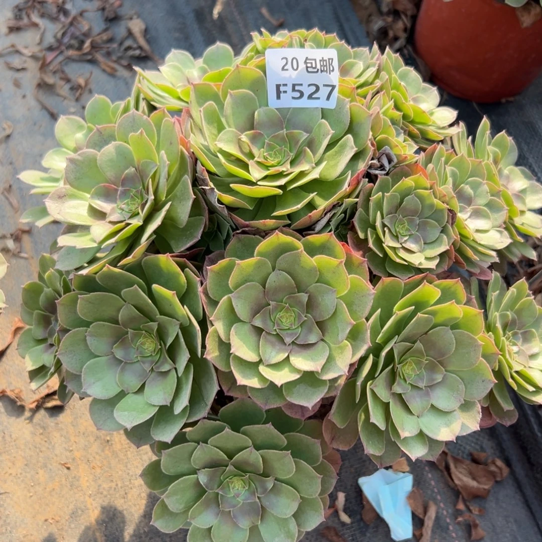 527沙拉碗，多肉法师说