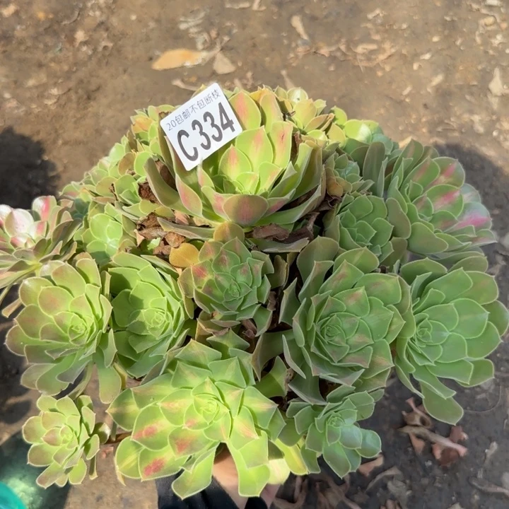 女巫中班……多肉植物……