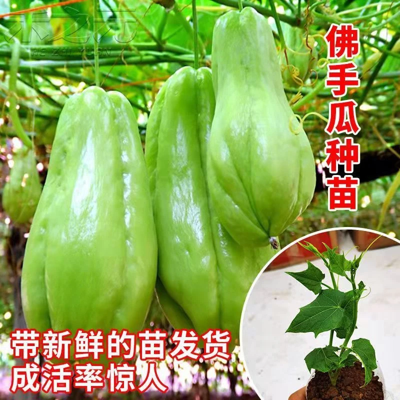 佛手瓜苗秧瓜种带芽种子种籽子孑白种苗瓜苗发芽扶手瓜种植苗菜苗
