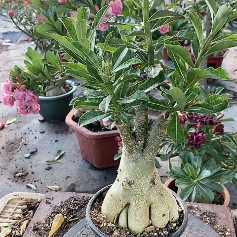 【闪购商品】无花朵舒*