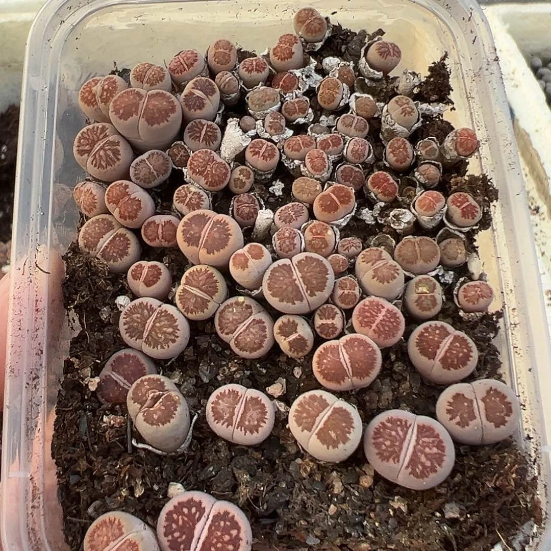 677炸11111111111111111