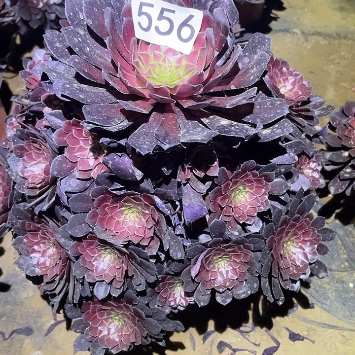 多肉植物法师556黑铜壶中班