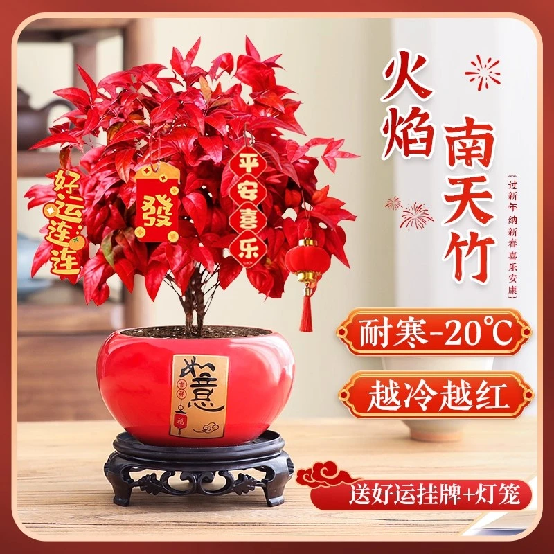 火焰南天竹耐寒好养盆栽室内绿植冬季花卉办公桌面茶桌茶室盆景