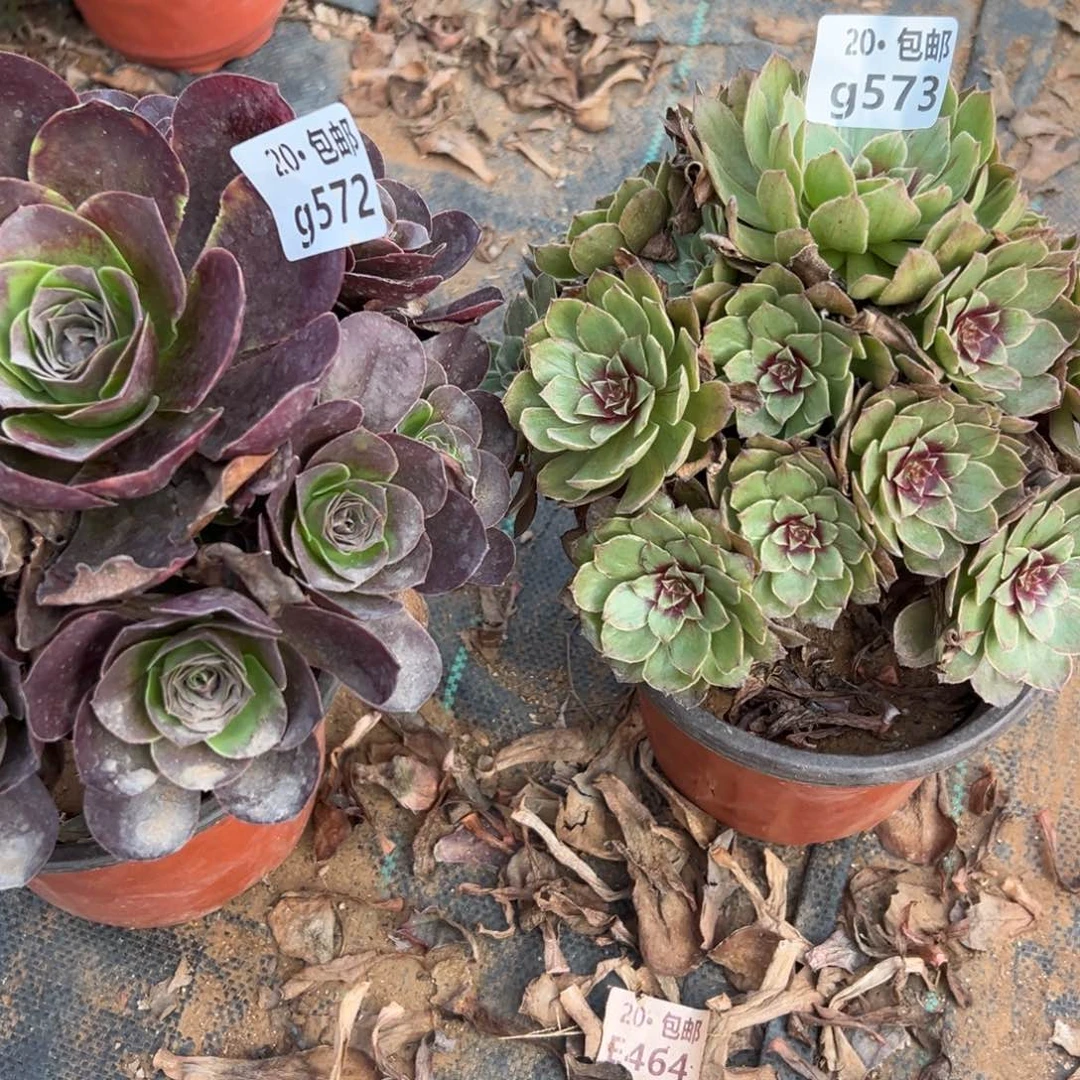 2颗组合，魅金，红丝绒，多肉法师