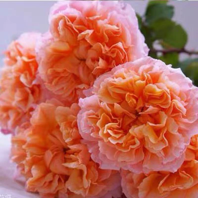 苏韦尔西尼浓香月季花大苗丰花四季玫瑰花苗耐热性好花量很大