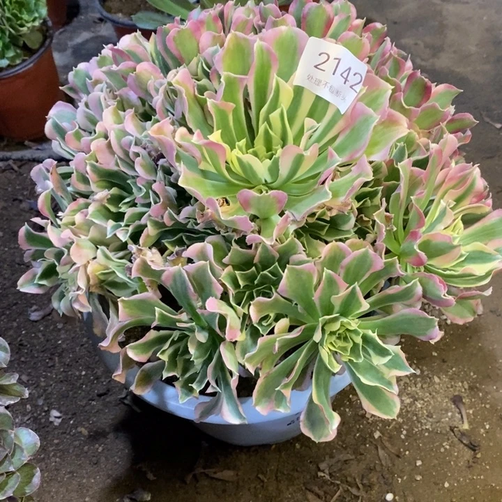 白凤多肉断头不包2142