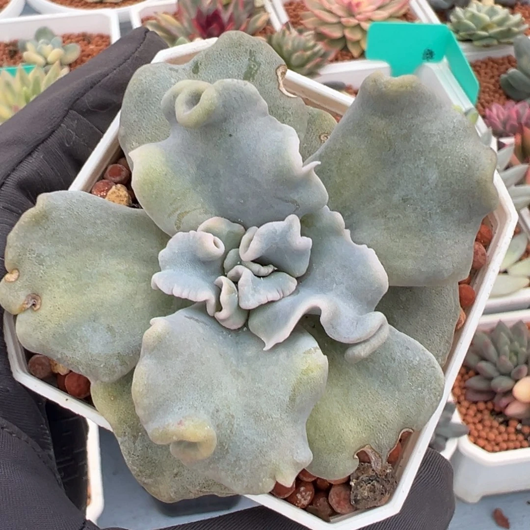 芭蕾舞者锦，少锦多肉植物