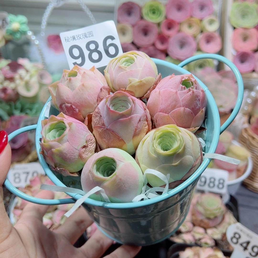 986一桶包子组合全粉色。