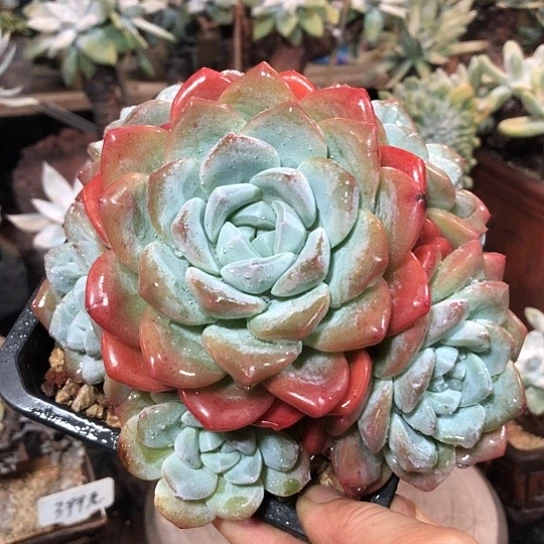 无花朵开心精品多肉福利大放送