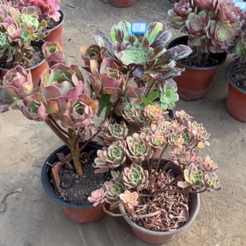 053多肉植物组合