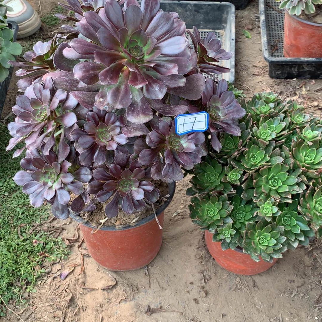 17多肉植物盆栽植物