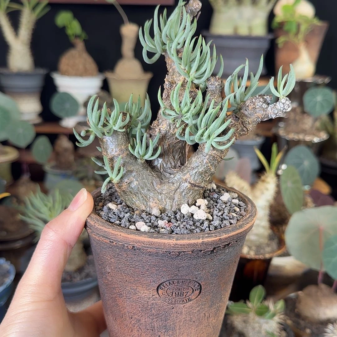 一物一拍老家白象奇峰锦