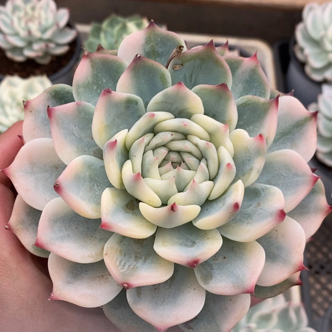 吉娃娃锦多肉植物0464