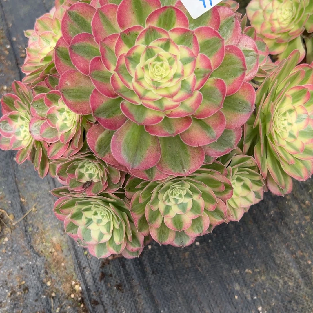 97玉姿多肉植物系多肉