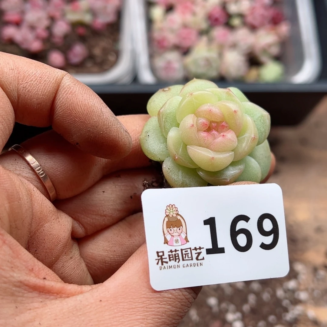 夏**颜多肉植物多肉植物