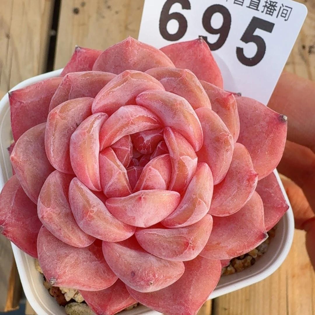 冰魄         精品多肉