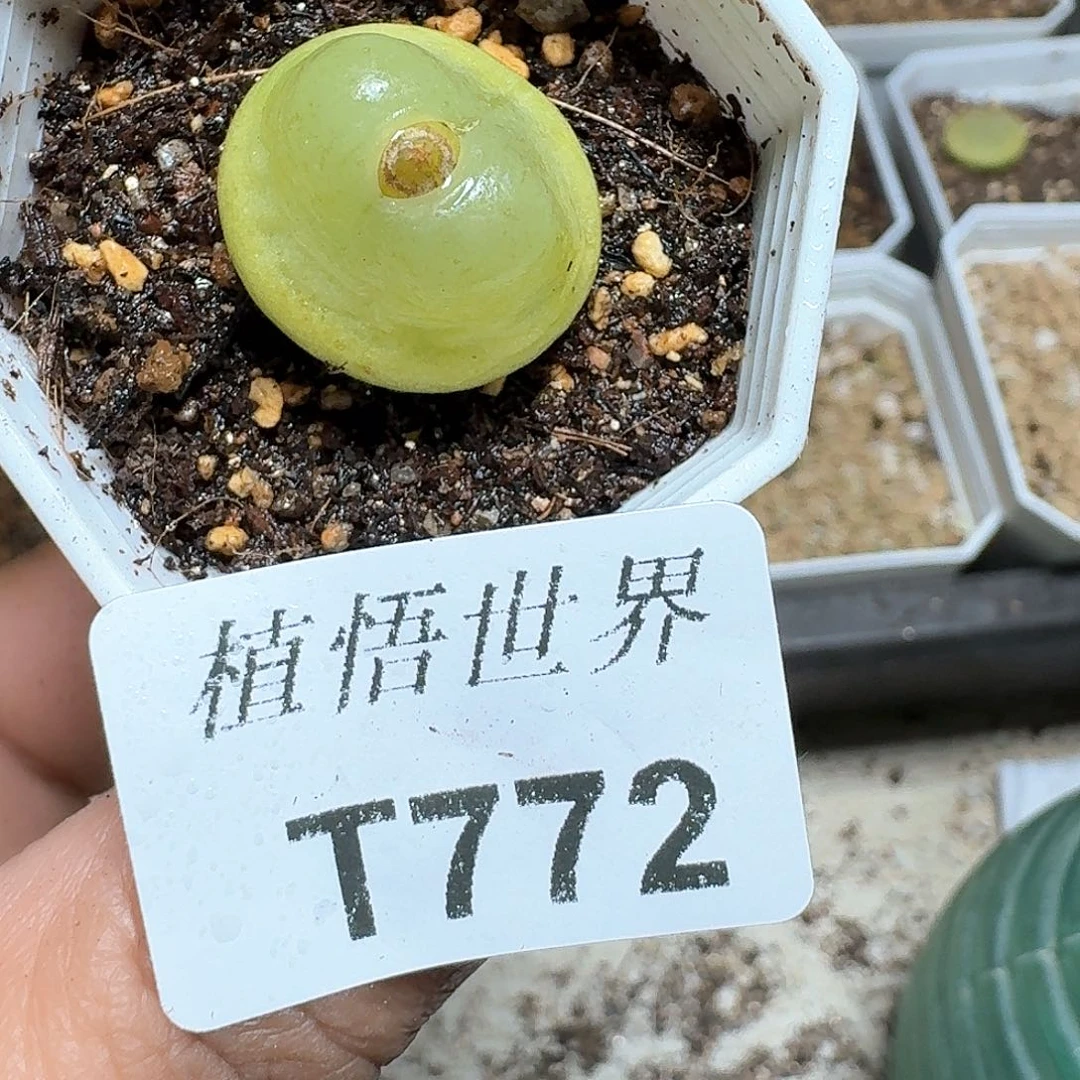 米**?772盒多肉植物哇cv k