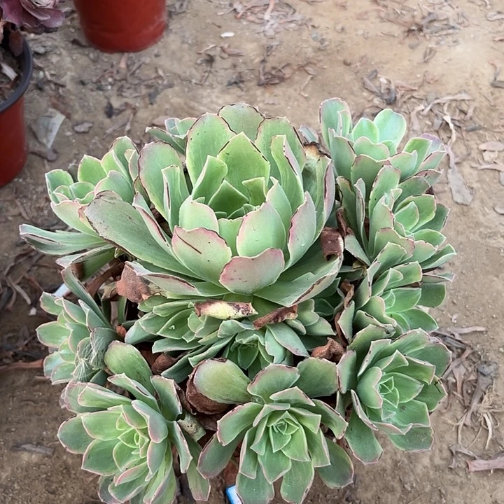 多肉植物玉龙观音锦3