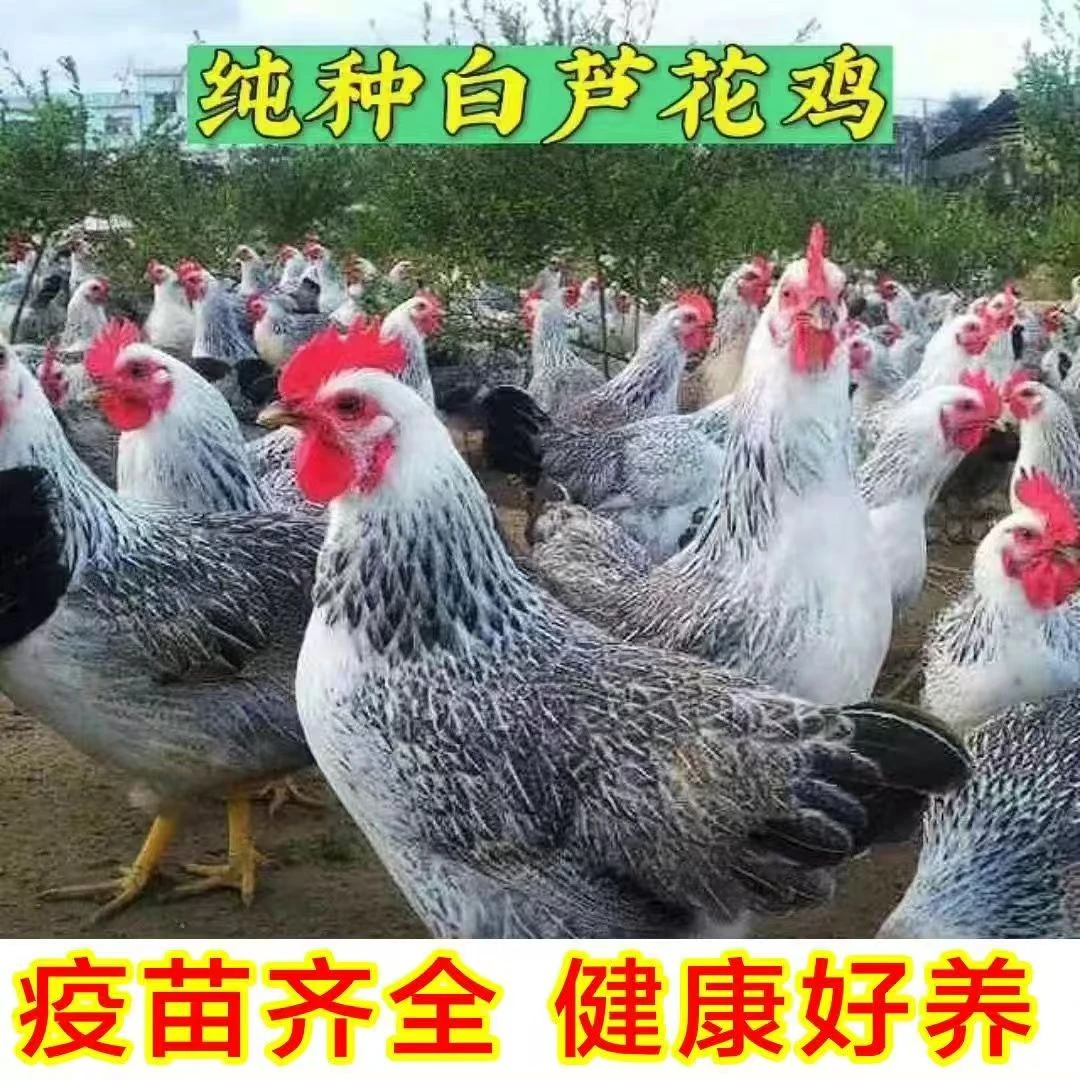 拍六送一到手七只纯种白芦花鸡七两脱温鸡农家散养  包活到家